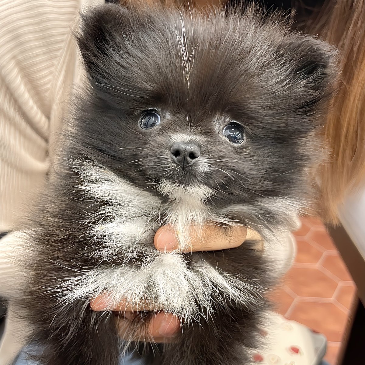 信楽焼たぬきのくつした｜漫画も連載中 tweet media