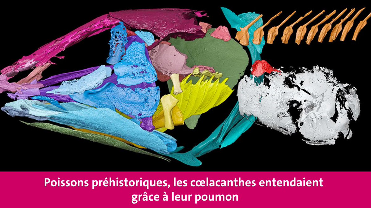 UNIGEnews's tweet photo. Une étude de l’#UNIGE et du Muséum d’histoire naturelle de Genève montre que des cœlacanthes, vieux de 240 millions d’années, entendaient sous l’eau grâce à un poumon ossifié. https://t.co/tz8NZaPj6d https://t.co/9XOo1L1BdW