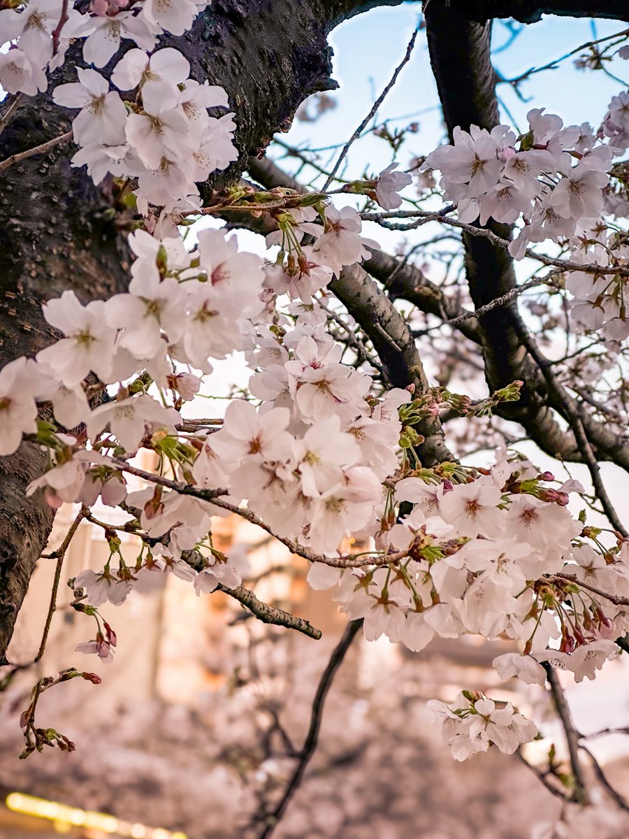 コータ🦭 tweet media