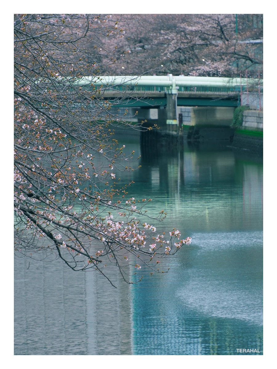 TERAHAL🐱 tweet media