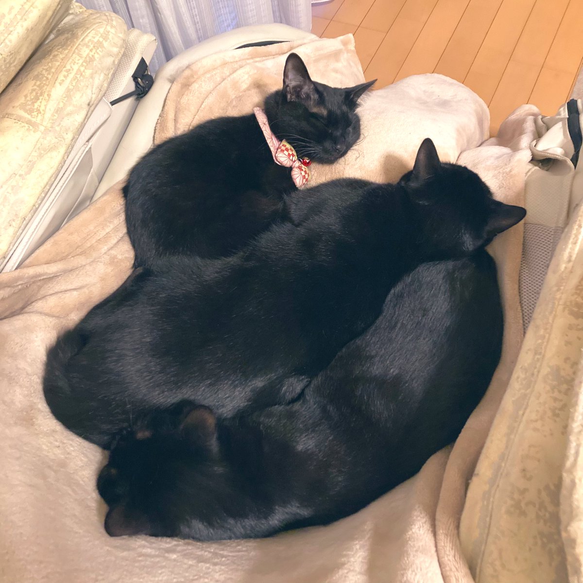 なっちゅ【黒猫家族】🐈⬛🪼 tweet media