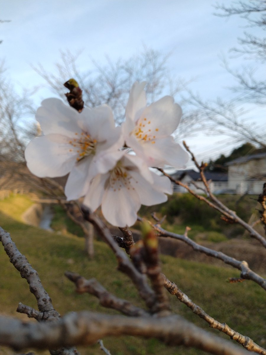 チップさん tweet media