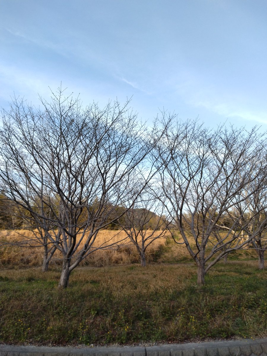 チップさん tweet media