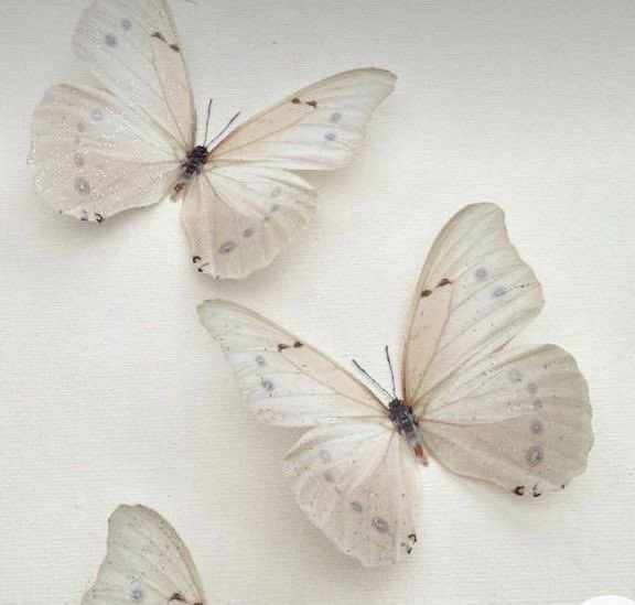 Arin ꫂ ၴႅၴ tweet media