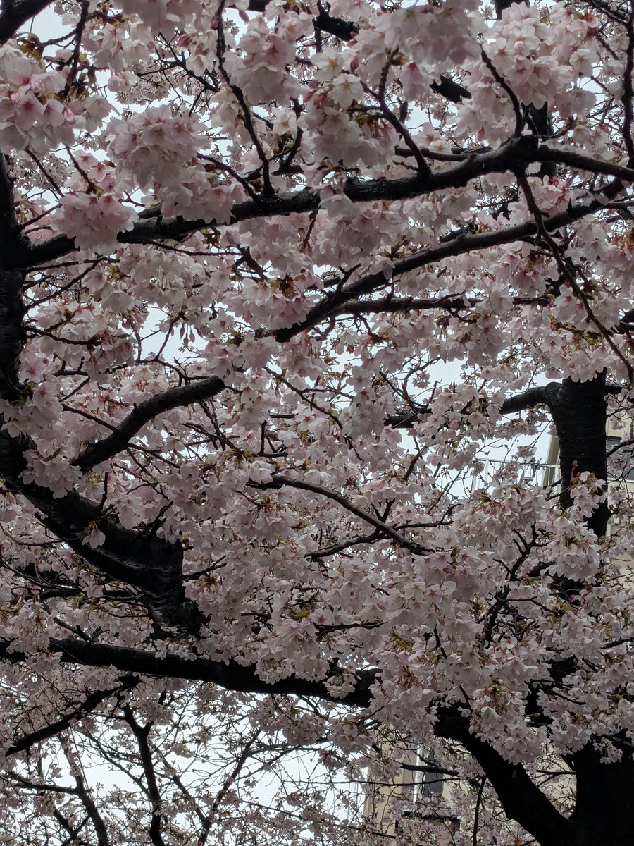 Ｋｕｍｉ tweet media