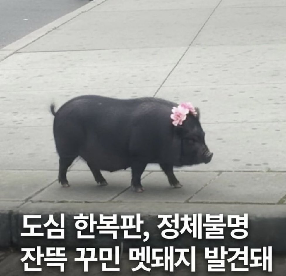 諾 梅玲 tweet media