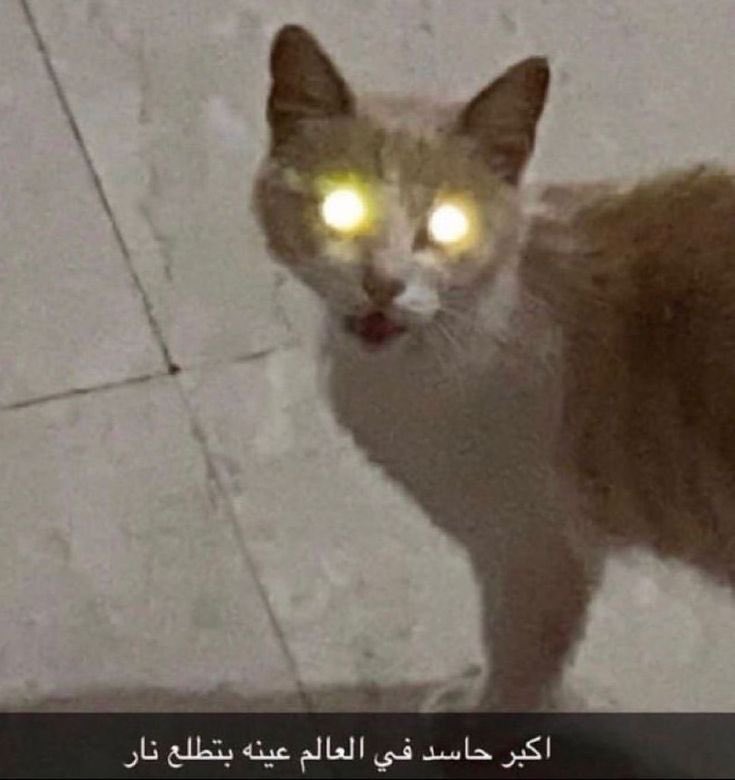 سمسمة 🐱 tweet media