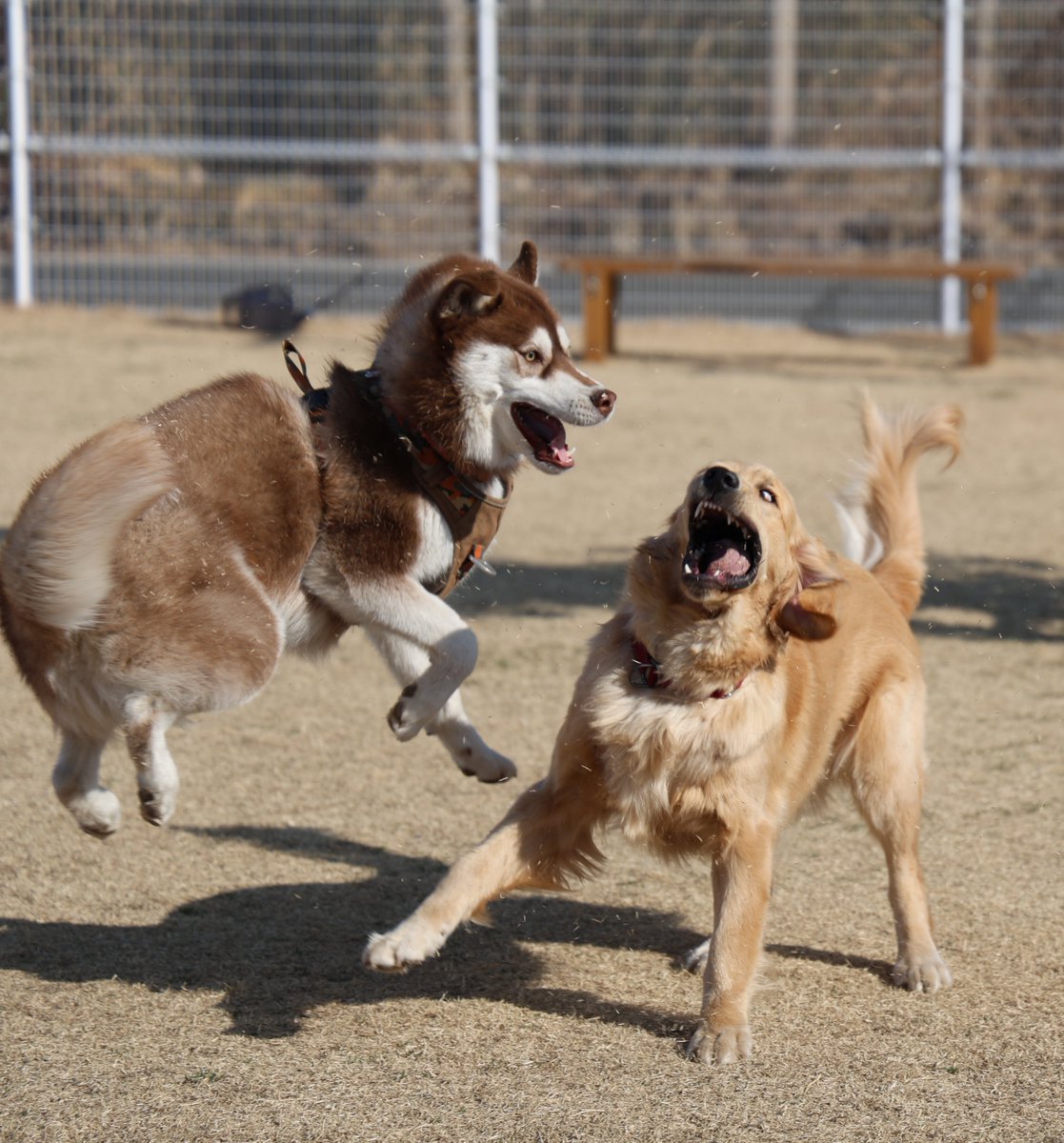 beebaby_home's tweet photo. @NISSHINmomofuku おもろすぎる犬の顔見てください https://t.co/s6cKDYZgjJ