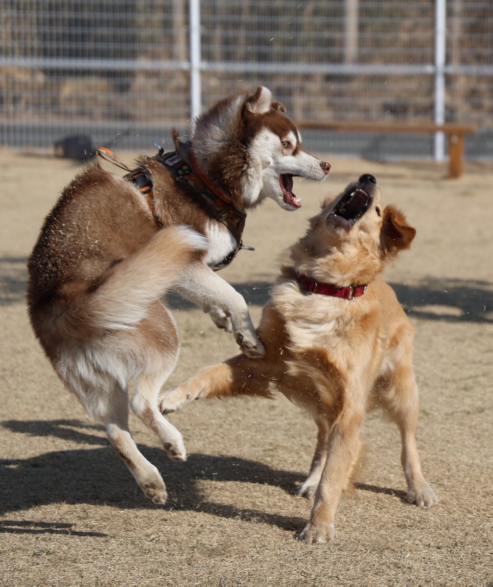 beebaby_home's tweet photo. @NISSHINmomofuku おもろすぎる犬の顔見てください https://t.co/s6cKDYZgjJ