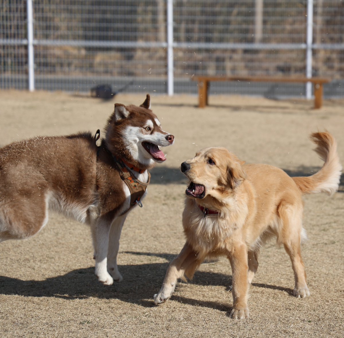 beebaby_home's tweet photo. @NISSHINmomofuku おもろすぎる犬の顔見てください https://t.co/s6cKDYZgjJ