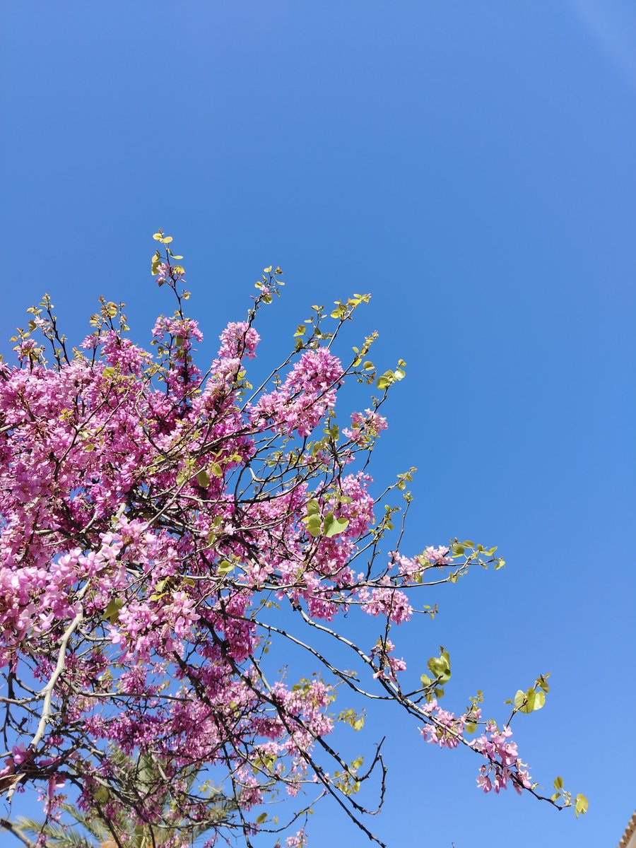 Sinopsis tweet media