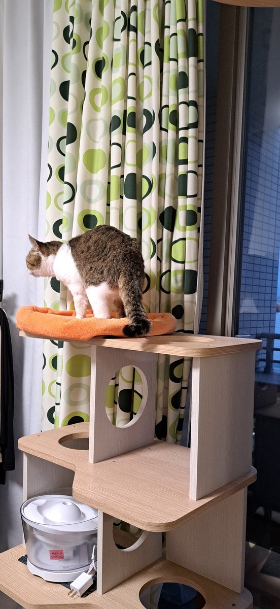 猫の珠世(おそらく餅で出来ている) tweet media