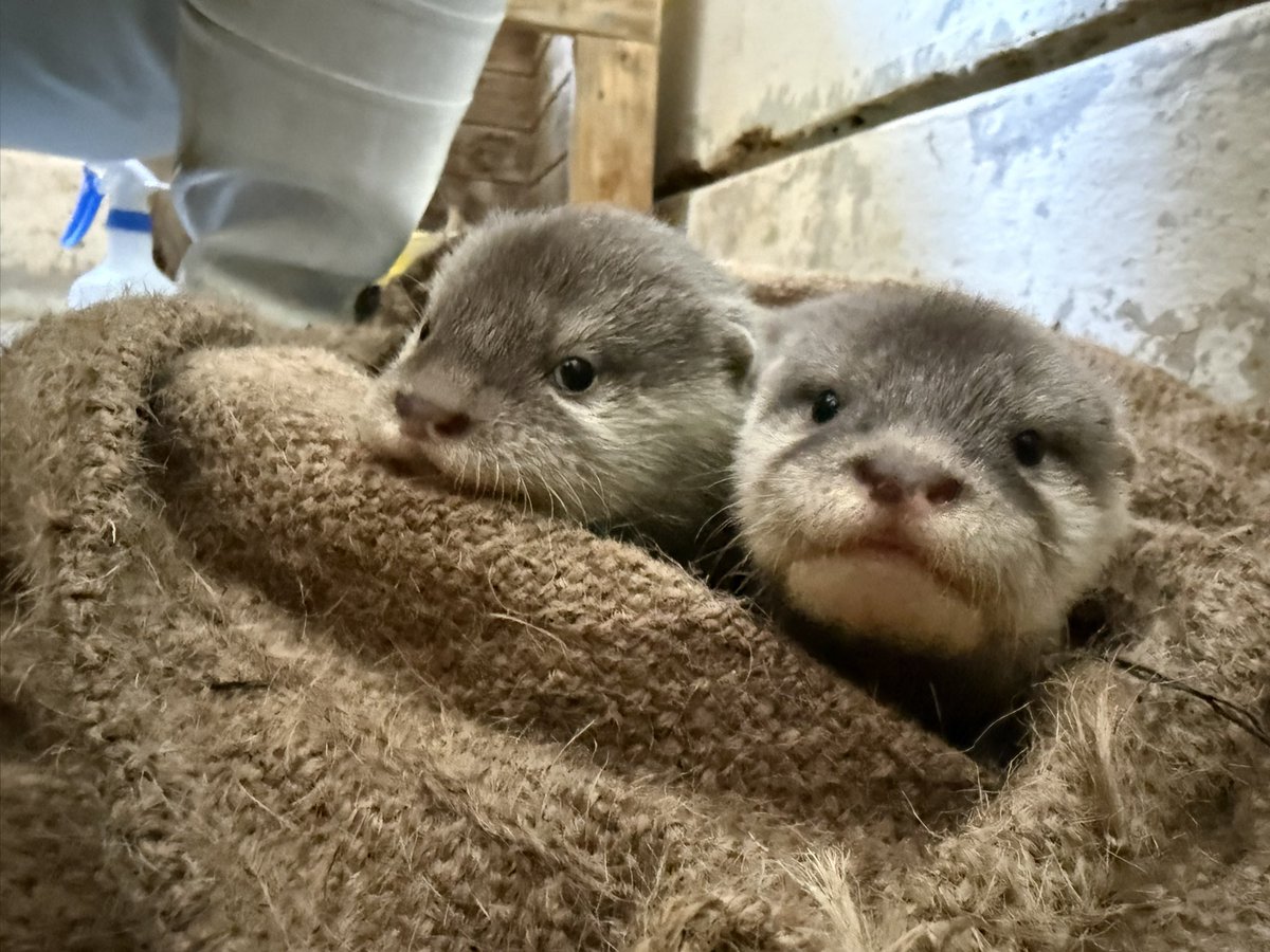 南知多ビーチランド【公式】 tweet media