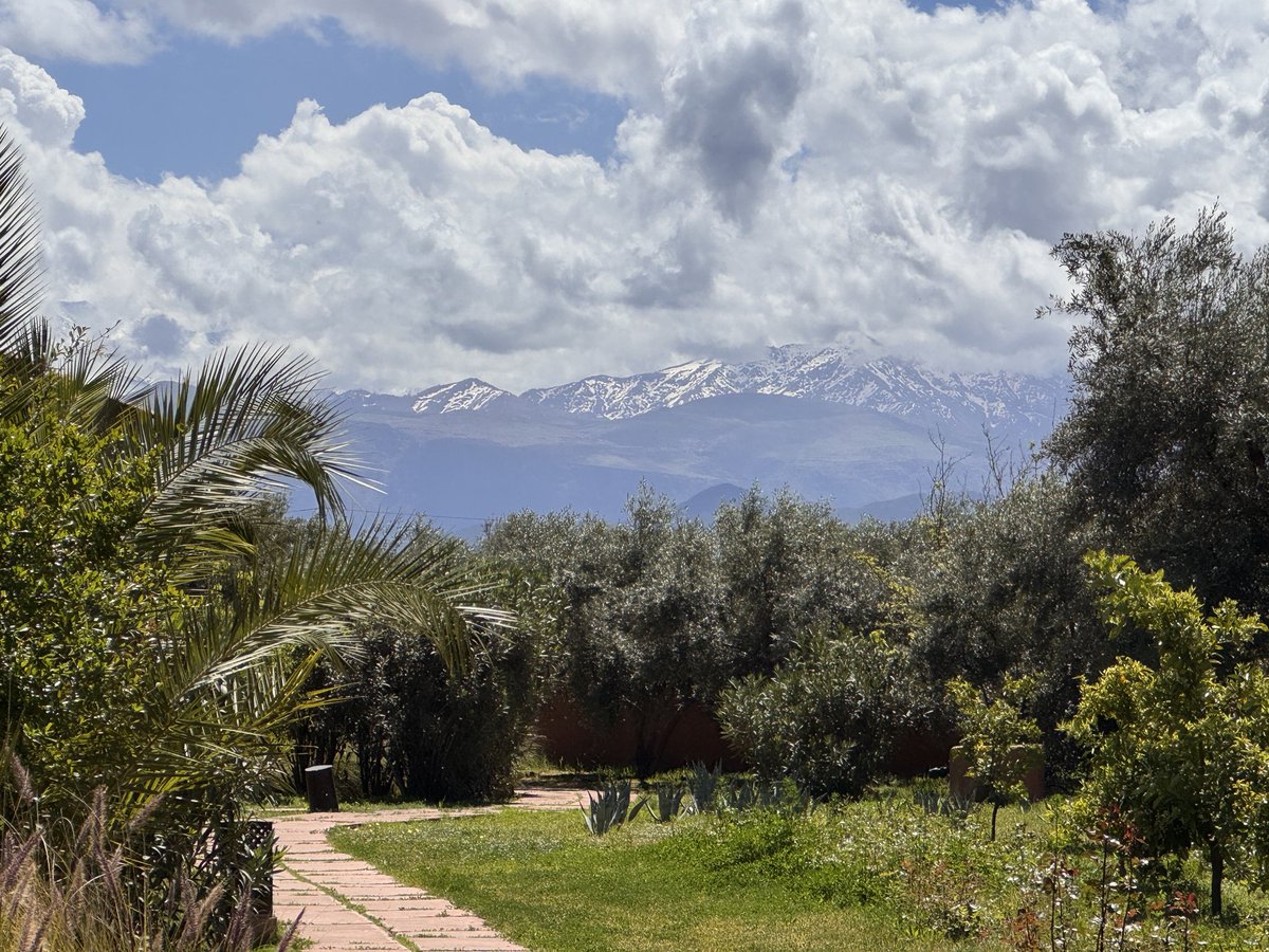 alice morrison tweet media