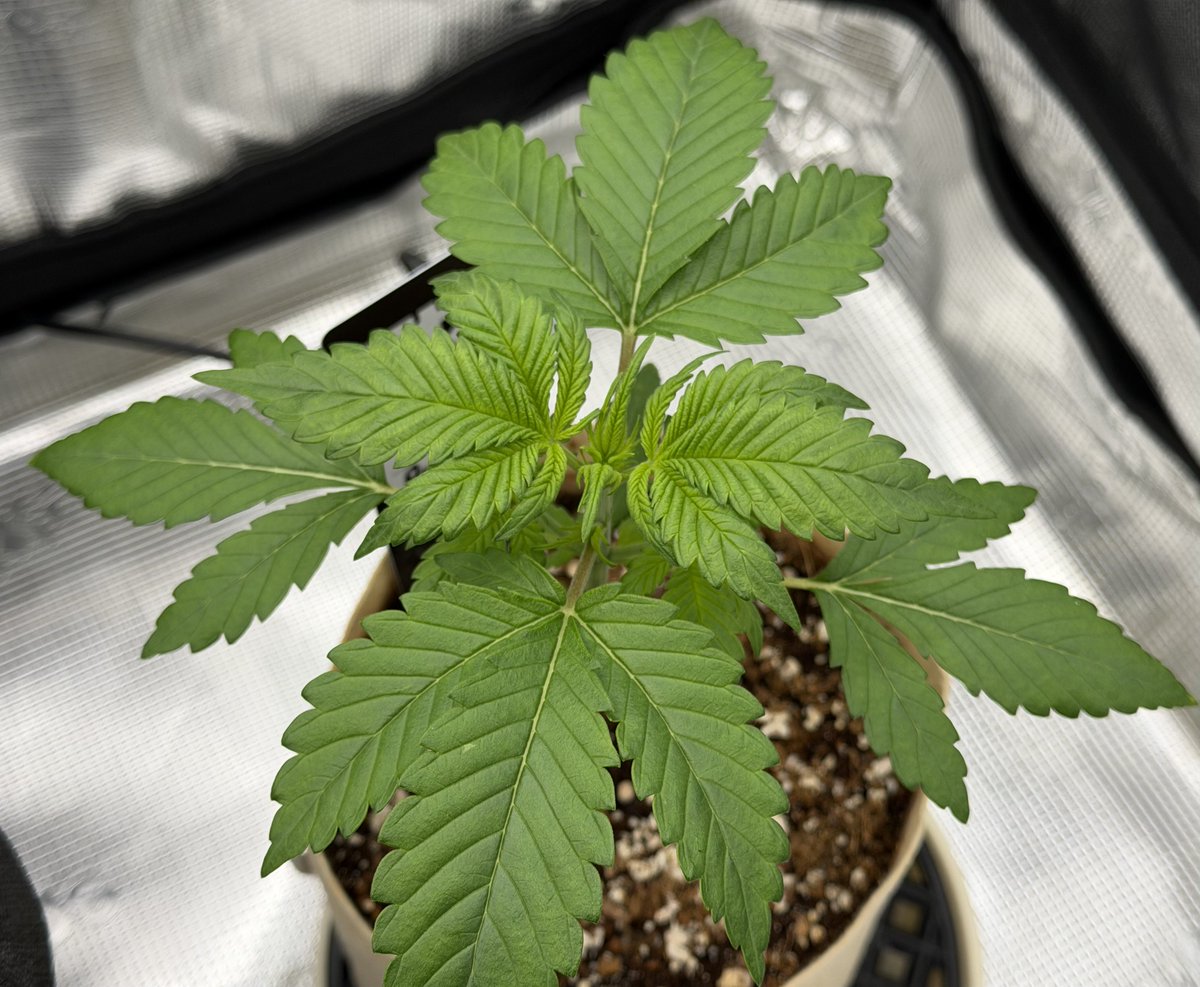 Daniel-san tweet media