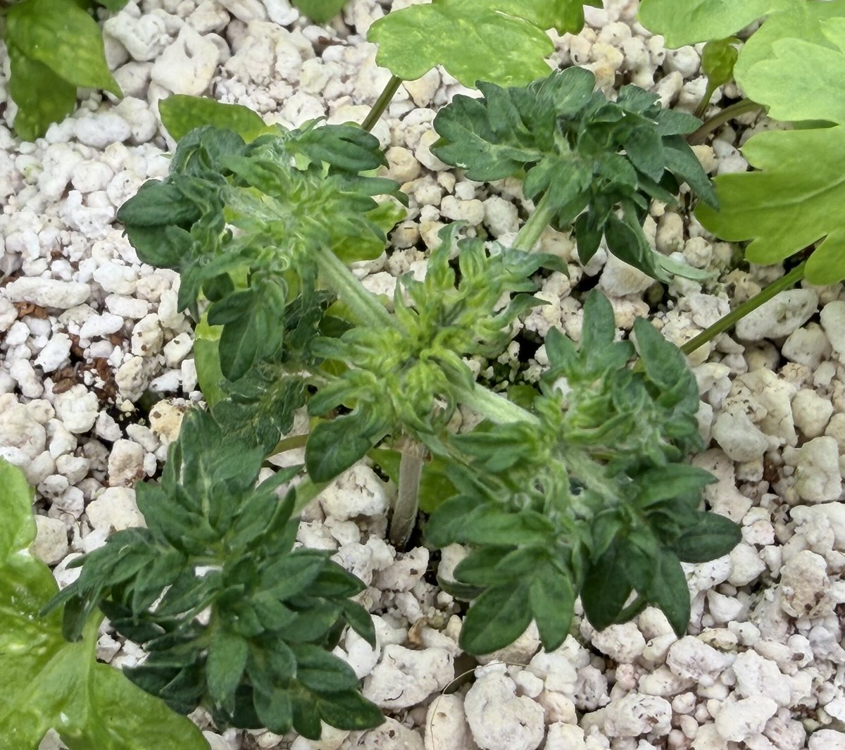 Daniel-san tweet media