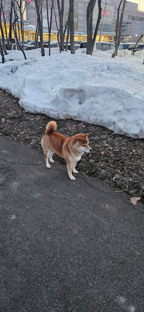 黒ノア tweet media