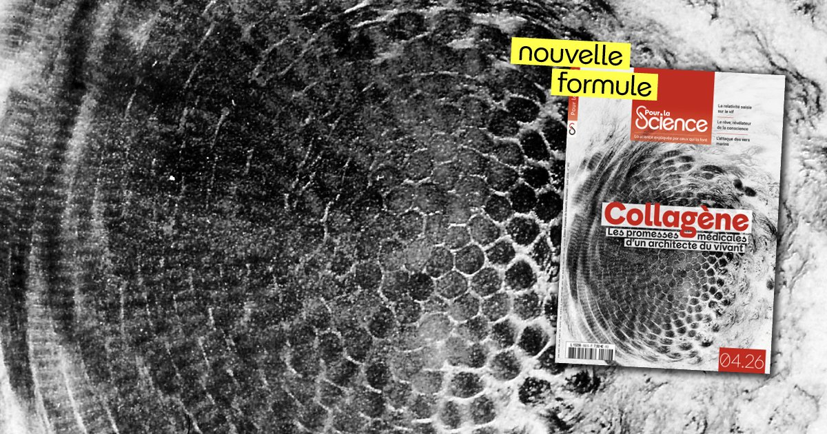 Pour la Science tweet media