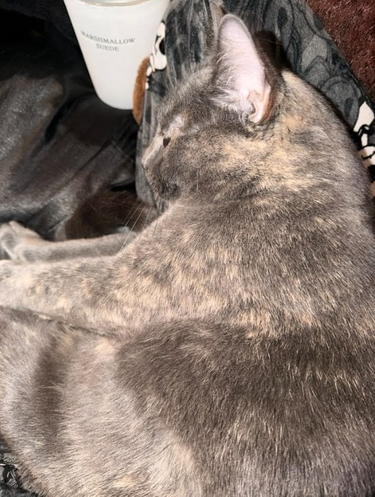 Ray Jonson tweet media