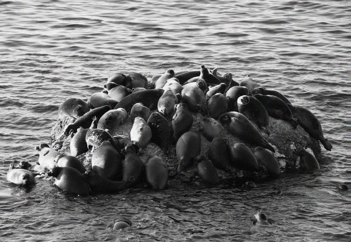 Awesome Seal Toast 🌻🦭 tweet media