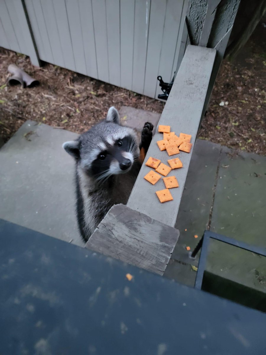 Raccoons Hourly tweet media