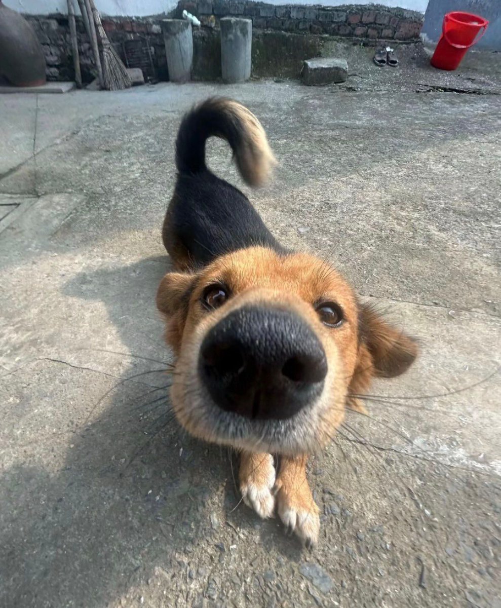 everything dogs 🐶 tweet media