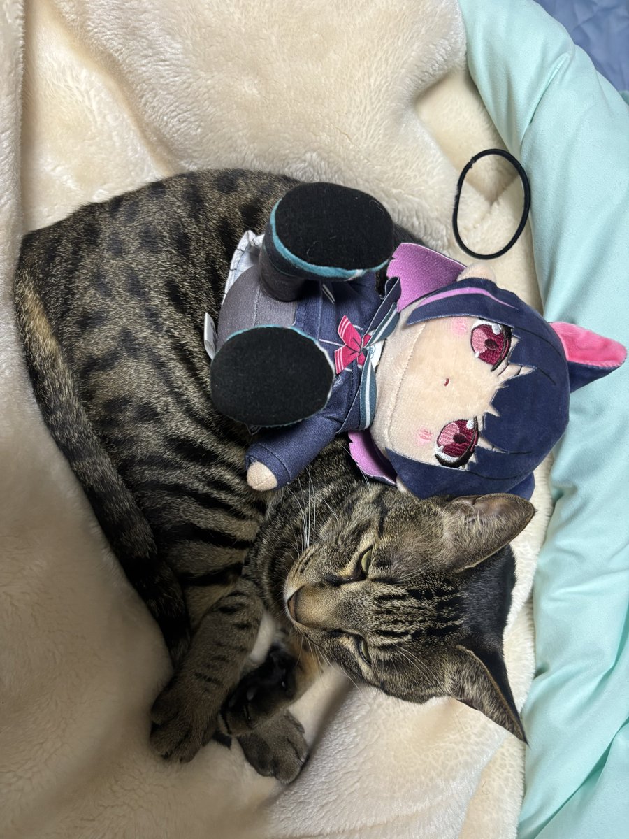 らぎ（帰省中） tweet media