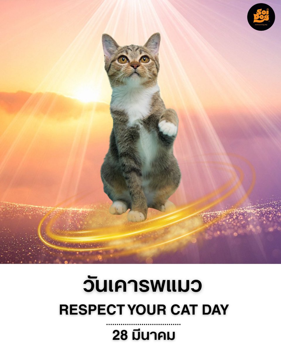 มูลนิธิเพื่อสุนัขในซอย (ซอยด๊อก) tweet media