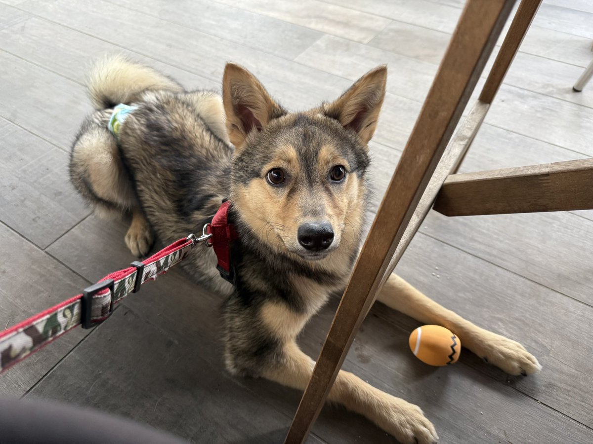 髙橋藍(Ran Takahashi) tweet media