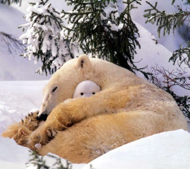 もふもふ動画 tweet media