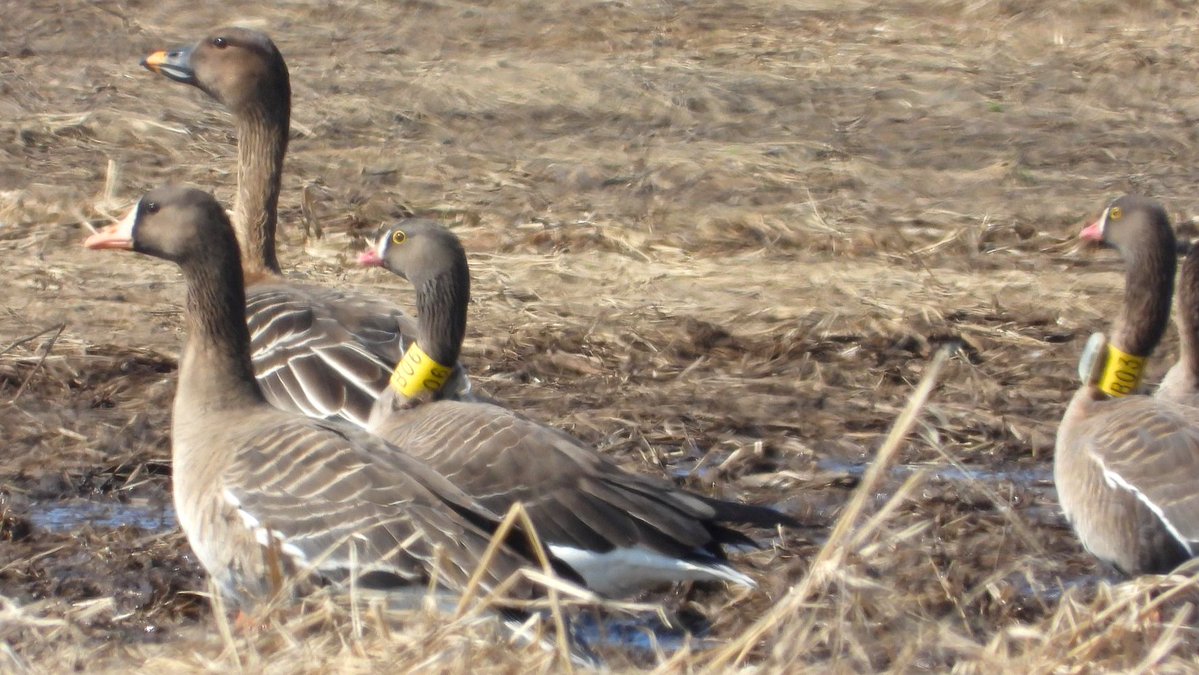 おおくら tweet media