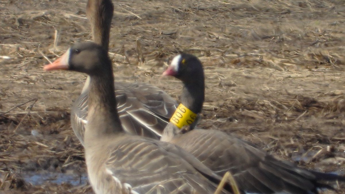 おおくら tweet media