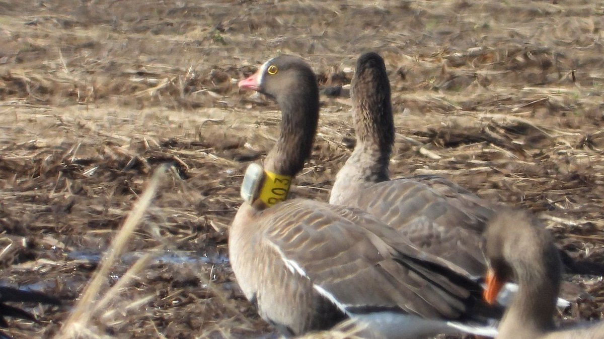 おおくら tweet media