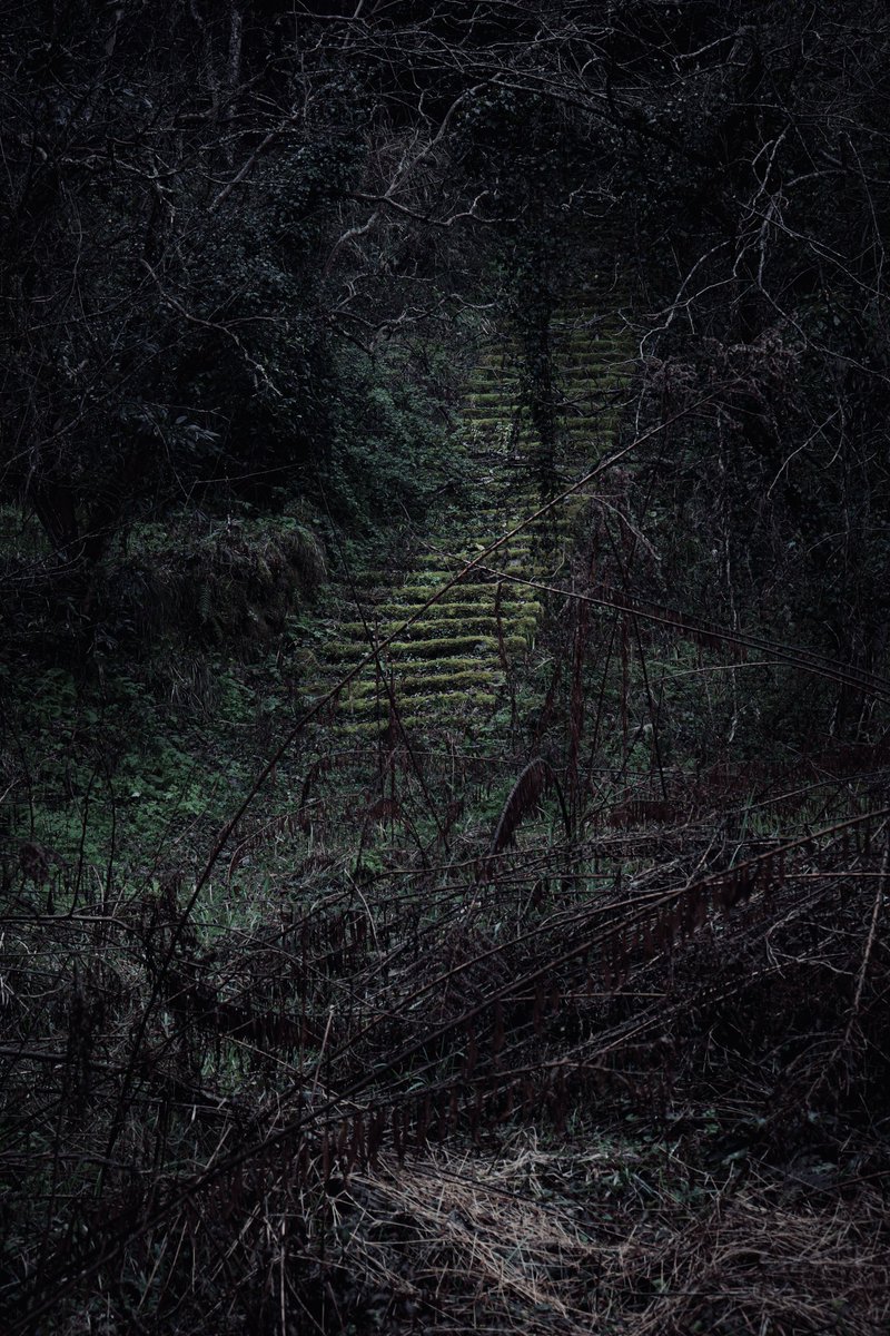 しどろ tweet media