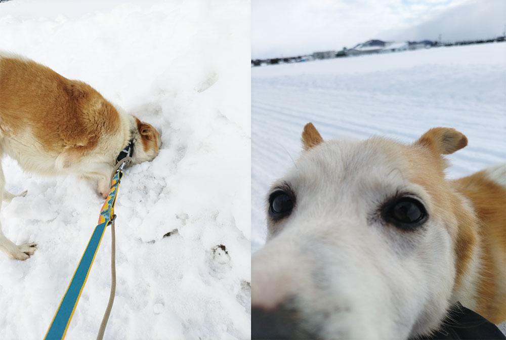 認定NPO法人HOKKAIDOしっぽの会 tweet media