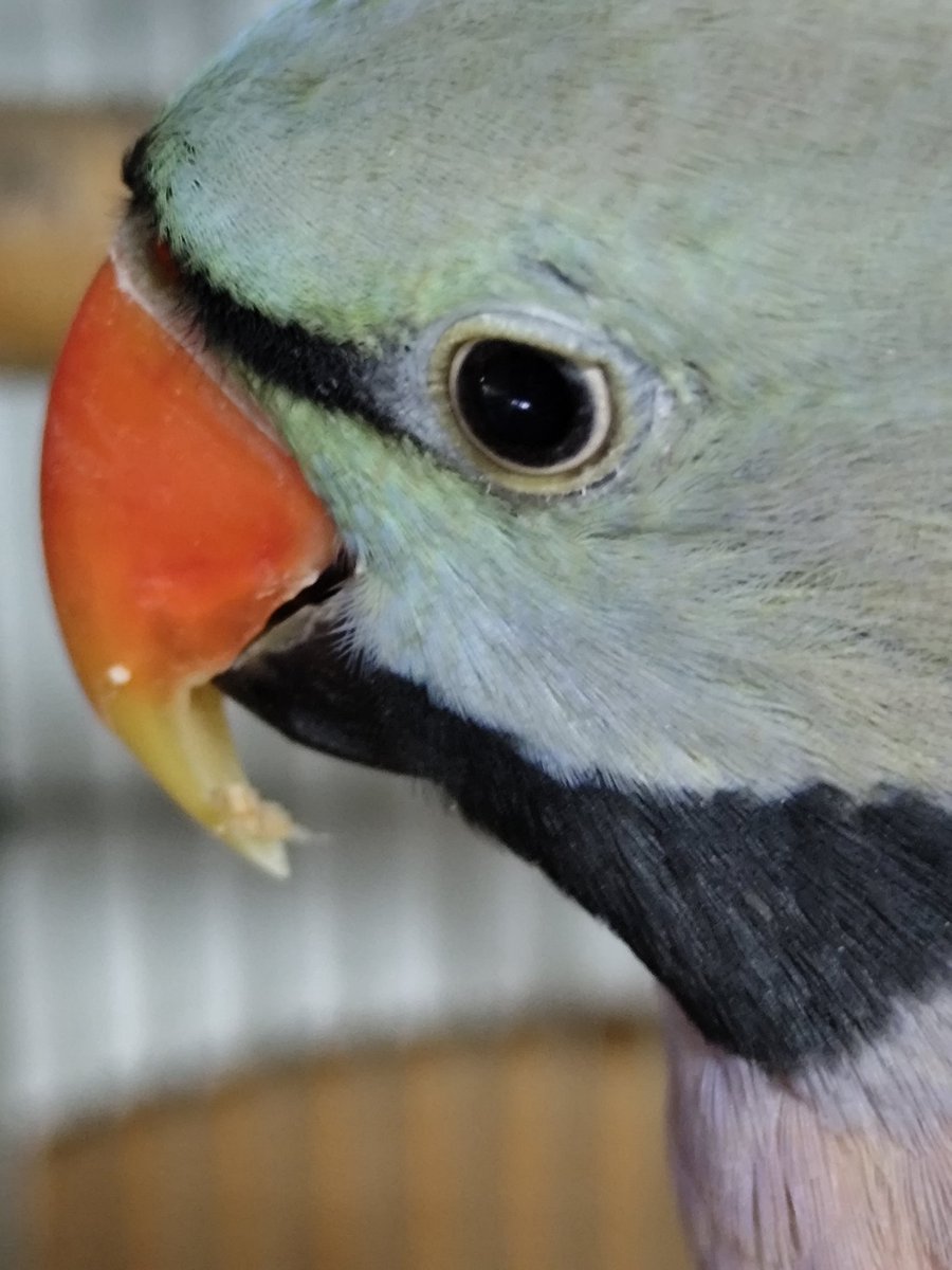 ヴィルキス ヴイツツ🇺🇦 tweet media