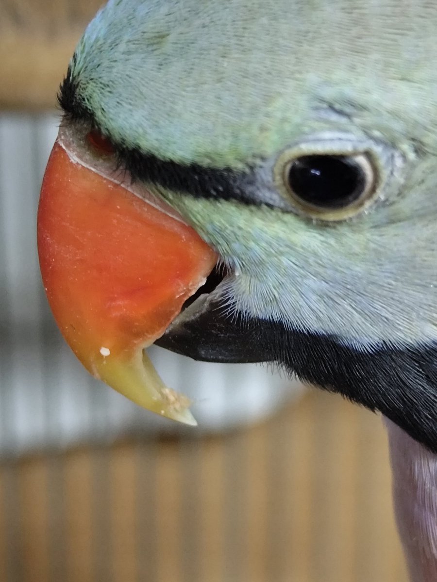 ヴィルキス ヴイツツ🇺🇦 tweet media