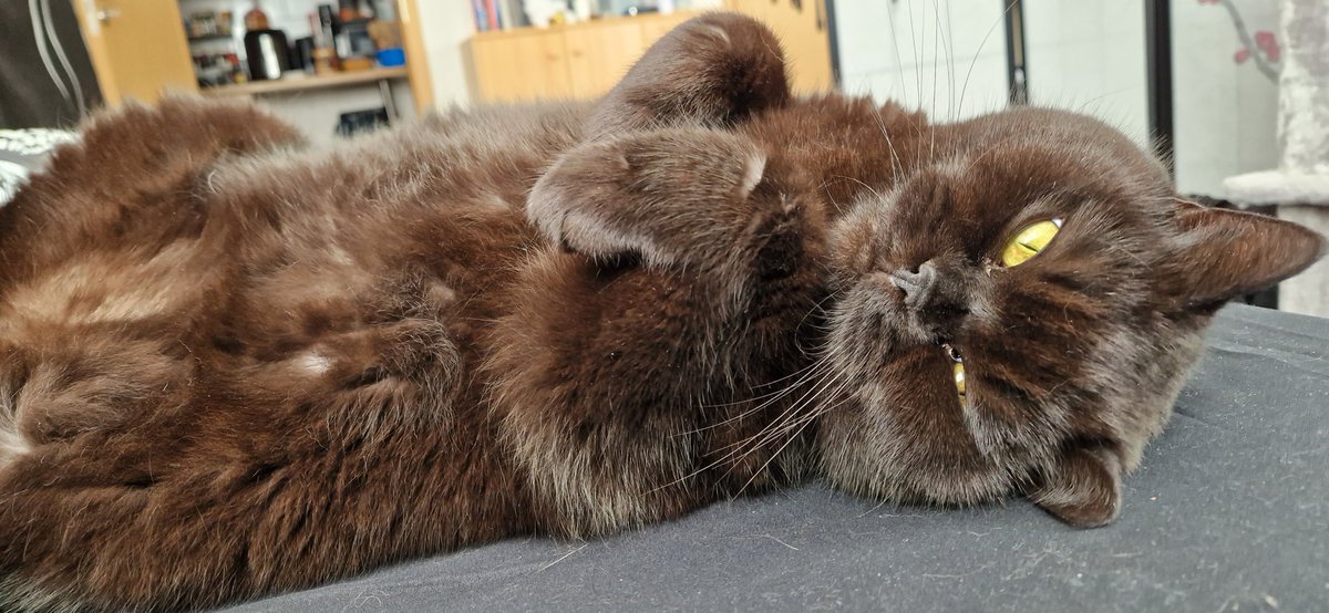 Chirako 🐺 tweet media