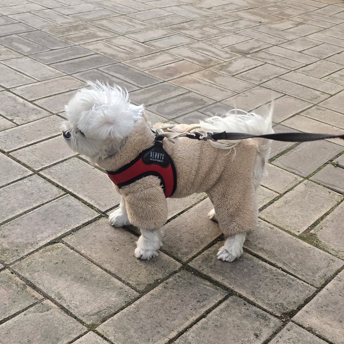 꼬미🐾니안 tweet media