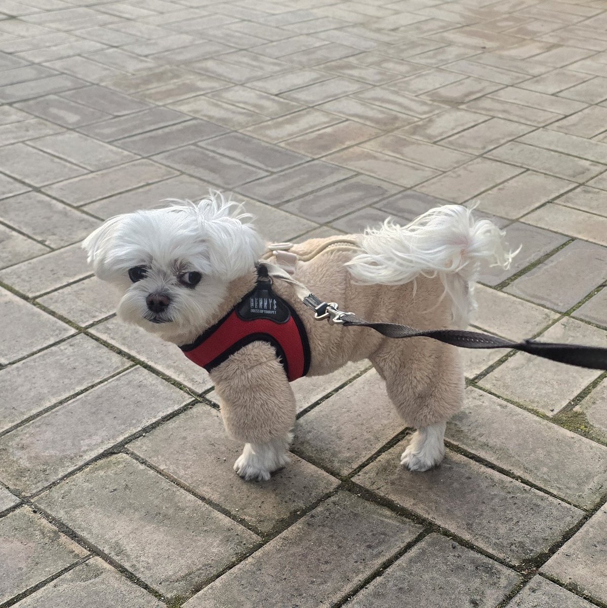 꼬미🐾니안 tweet media