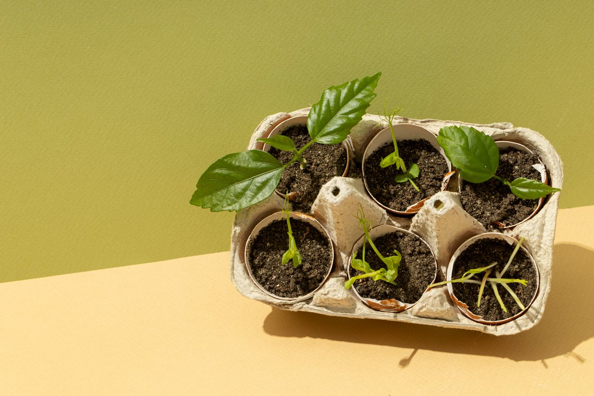 #Spring is here! We can start with sowing these seeds indoors this growing season!
Tomatoes🍅
Chili peppers🌶️
Eggplant🍆
Cucumbers🥒
These plants need more heat, so we'd better maintain warm growing temperatures with an #INKBIRD smart controller.
#GardenStateFun #plant #GrowLife
