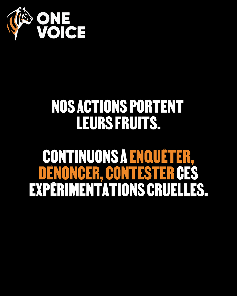 onevoiceanimal's tweet photo. Un tribunal italien suspend des expériences sur des chiens du labo Aptuit à Vérone, grâce à @LAV_Italia 

Leur souffrance est reconnue comme plus importante que ces tests cruels !

C'est une étape clé. Mais ce n’est qu’un début.

📸 Cruelty Free International Carlota Saorsa https://t.co/dHa08Qpptr