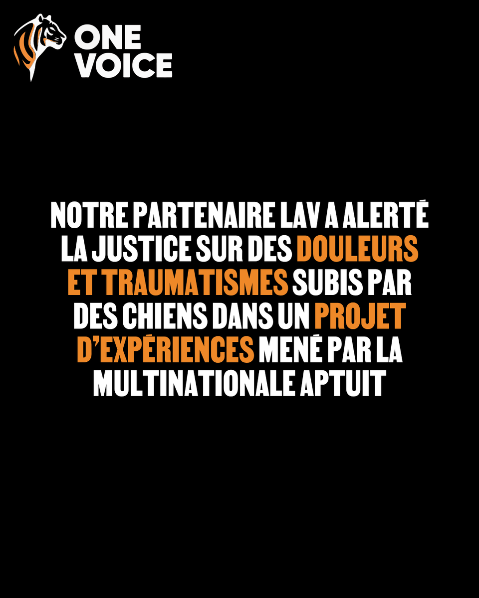 onevoiceanimal's tweet photo. Un tribunal italien suspend des expériences sur des chiens du labo Aptuit à Vérone, grâce à @LAV_Italia 

Leur souffrance est reconnue comme plus importante que ces tests cruels !

C'est une étape clé. Mais ce n’est qu’un début.

📸 Cruelty Free International Carlota Saorsa https://t.co/dHa08Qpptr