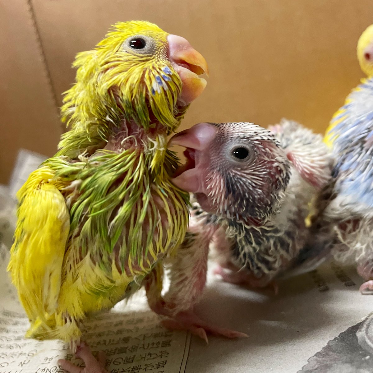やっとセキセイのヒナの健康チェックがひと段落。
元気な子ばかりでよかったです。
が、みんなやんちゃなのでエサを食べさせるのに時間をかけてしまいますね。

写真は偶然の角度のお届けです。
