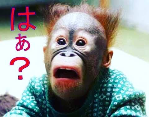 南🇯🇵 tweet media