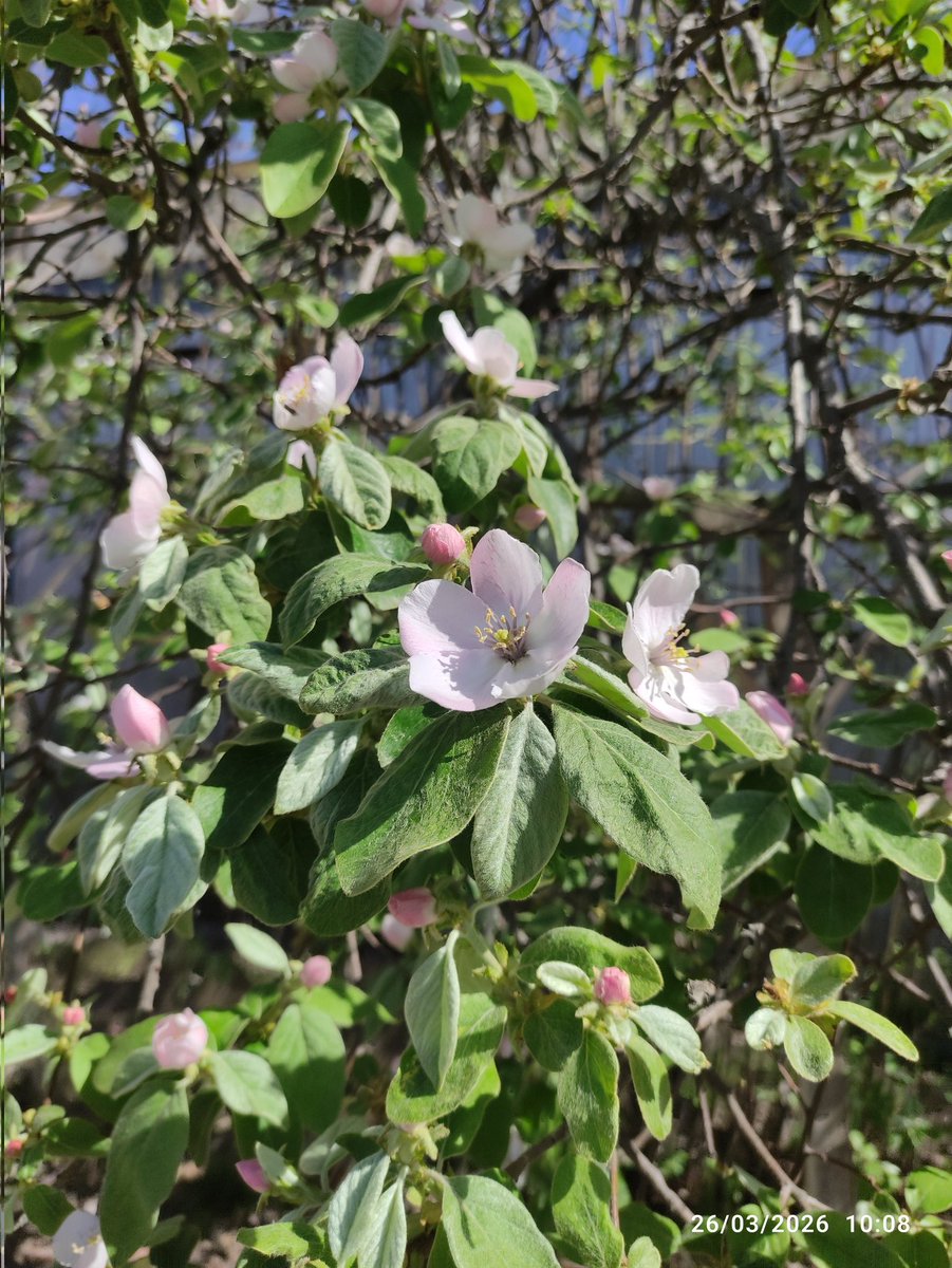 Fazilat Isomiddinovna tweet media