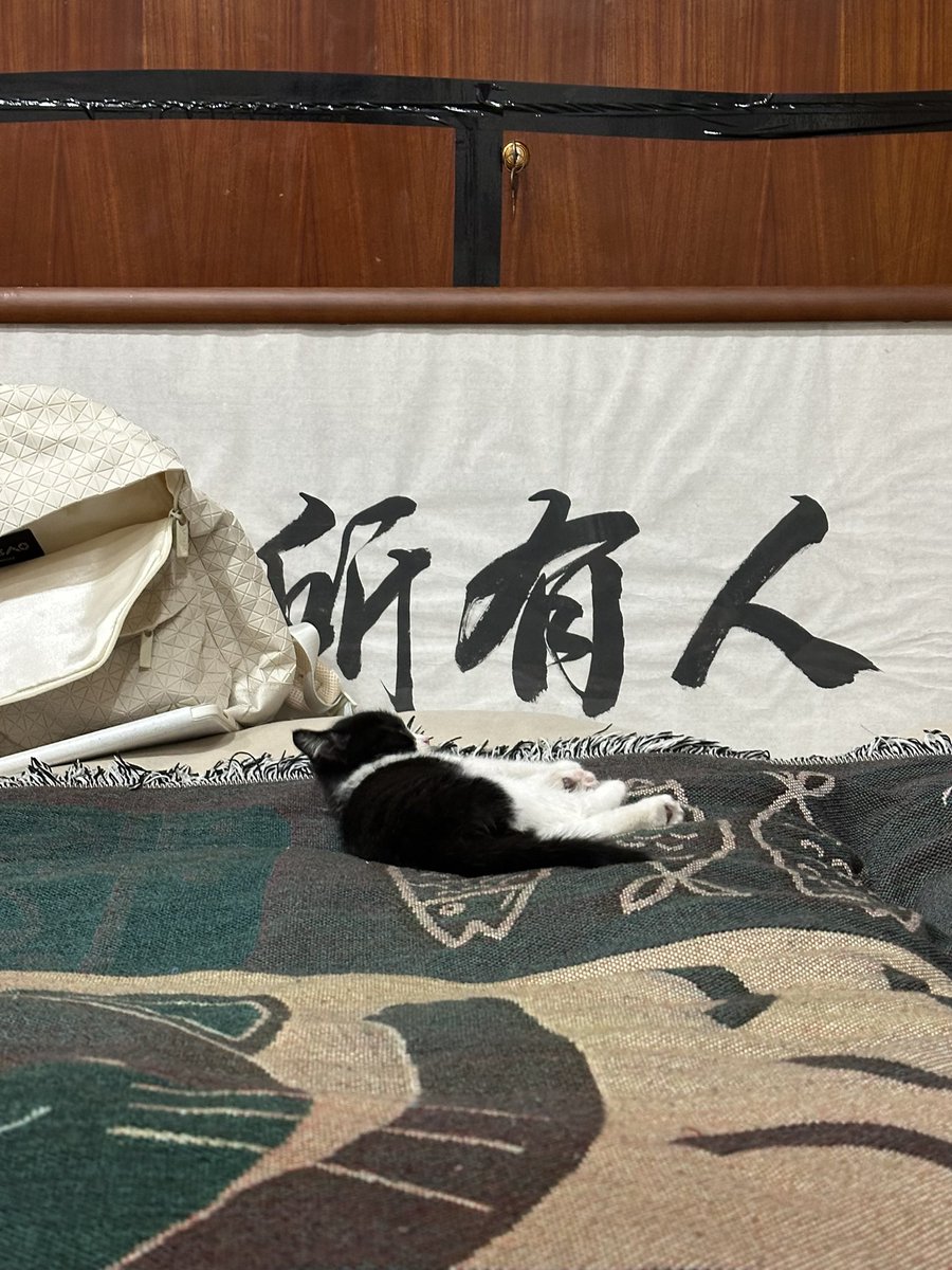 橙子 tweet media