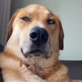 Fool Slayer tweet media