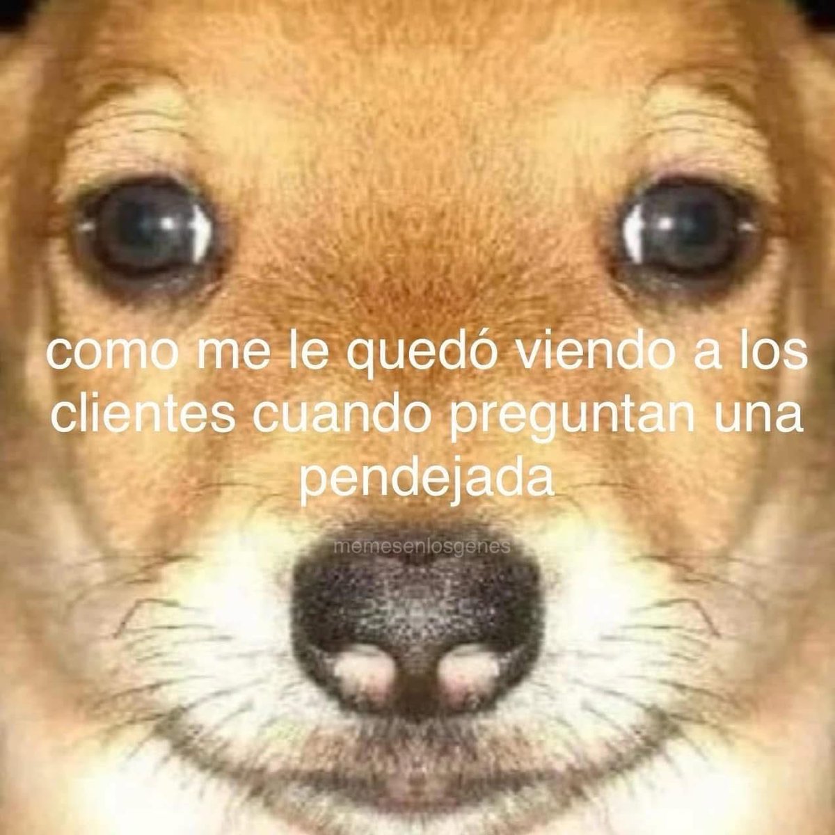 Dilo con perritos tweet media