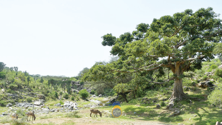 FikreJesus's tweet photo. 🇪🇷🌳

The big green https://t.co/ML7yTtOtli